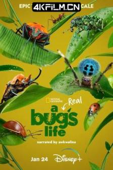 虫虫历险记 第一季 A Real Bug's Life Season 1 (2024)虫虫危机(台) / 虫虫特工队(港) / 真实虫虫危机  / 美国 / 纪录片 / 冒险 / 4K下载站