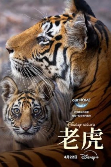 老虎 Tiger (2024) / 4K纪录片下载 / Tiger.2024.2160p.DSNP.WEB-DL.DDP5.1.Atmos.DV.HDR.H.265