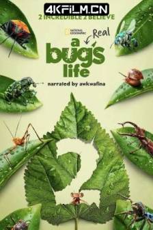 虫虫历险记 第二季 A Real Bug's Life Season 2 (2025)虫虫危机(台) / 虫虫特工队(港) / 真实虫虫危机 / 美国 / 纪录片 / 冒险 / 4K视频下载网